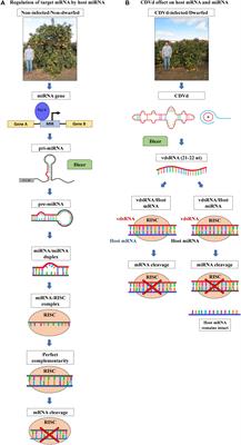 Next-Generation Sequencing Identification and Characterization of MicroRNAs in Dwarfed Citrus Trees Infected With Citrus Dwarfing Viroid in High-Density Plantings